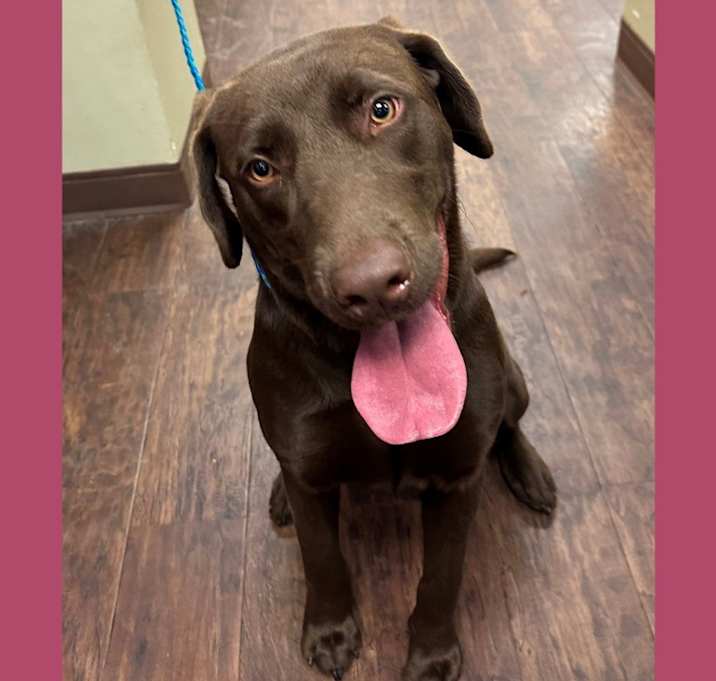 Photo of Dog Kennel #28