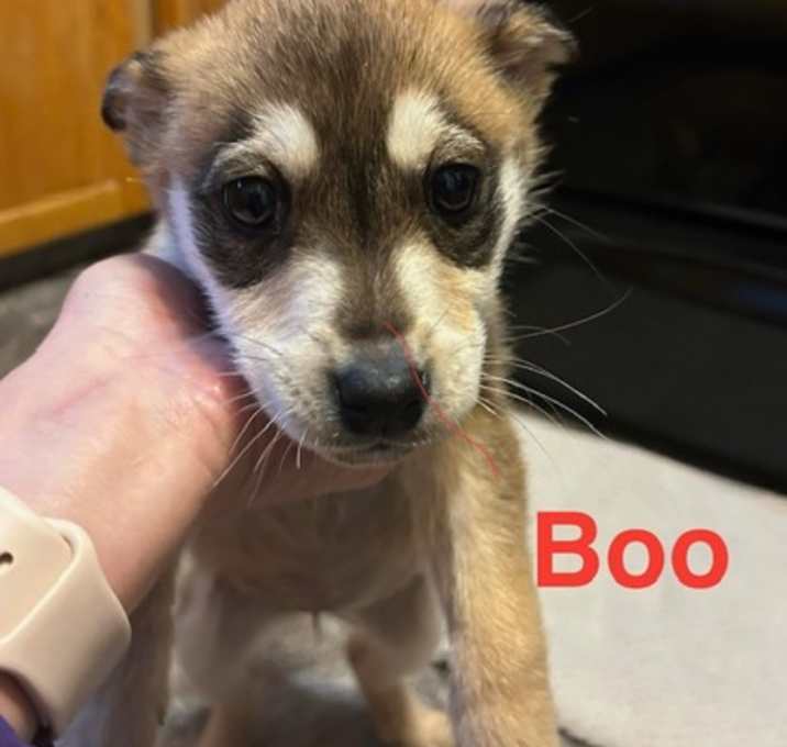 Photo of Boo