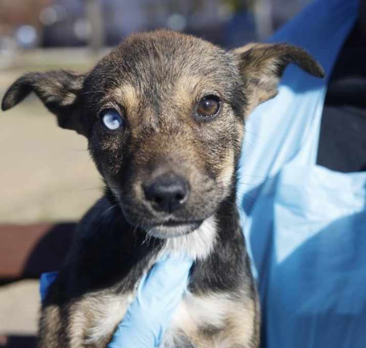 Photo of Balloon Girl