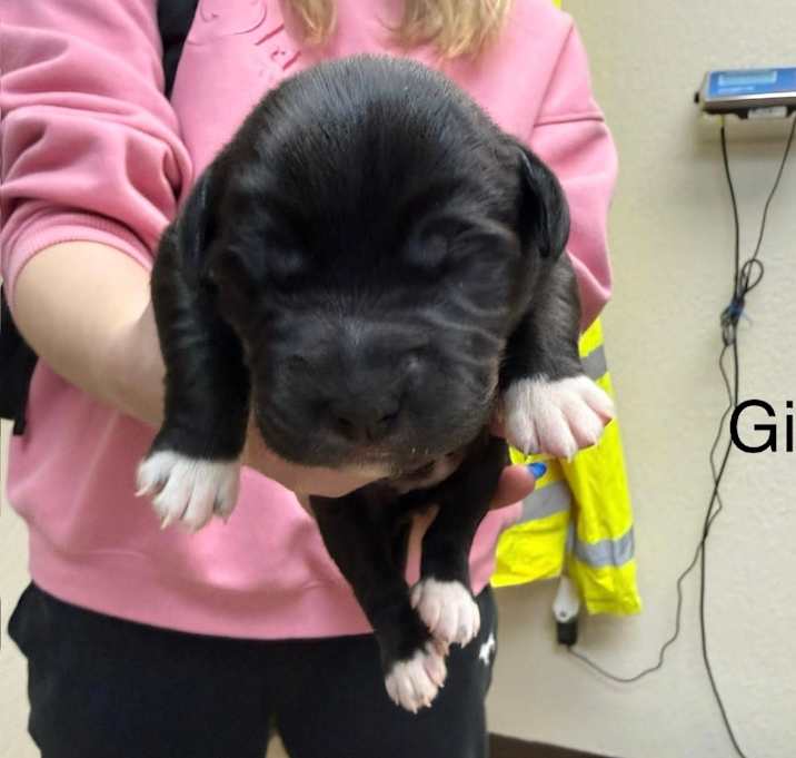 Photo of puppy1_2_3_4_5