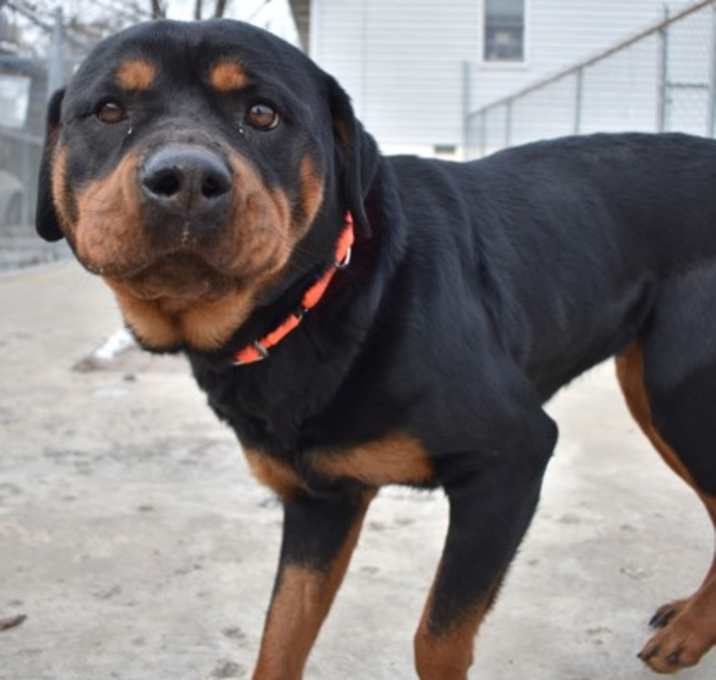 Photo of Ruby Belladaisy