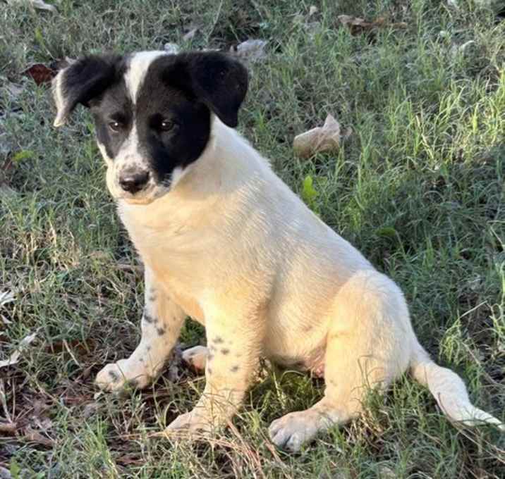 Photo of Jingle Lonestar