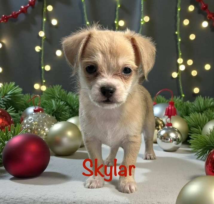 Photo of Skylar