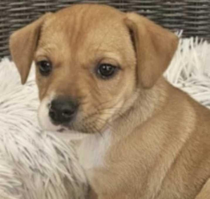 Photo of AAD Upcoming Arrival!  Elizabeth - 25323