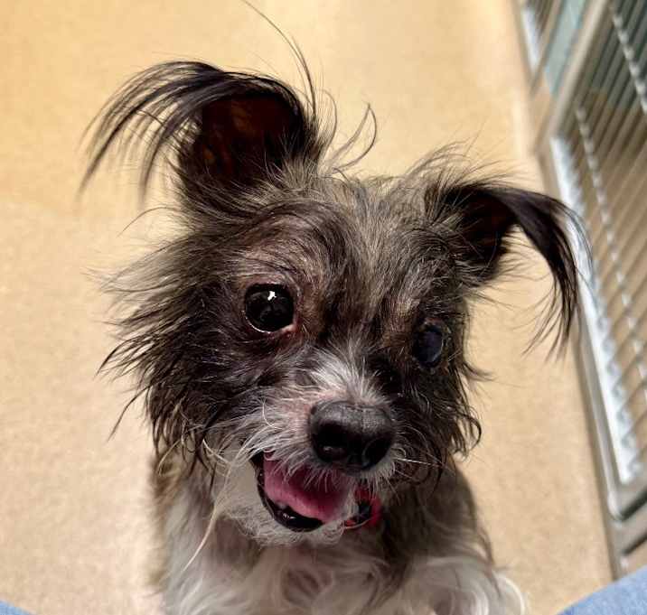 Photo of Benji(Yoda)