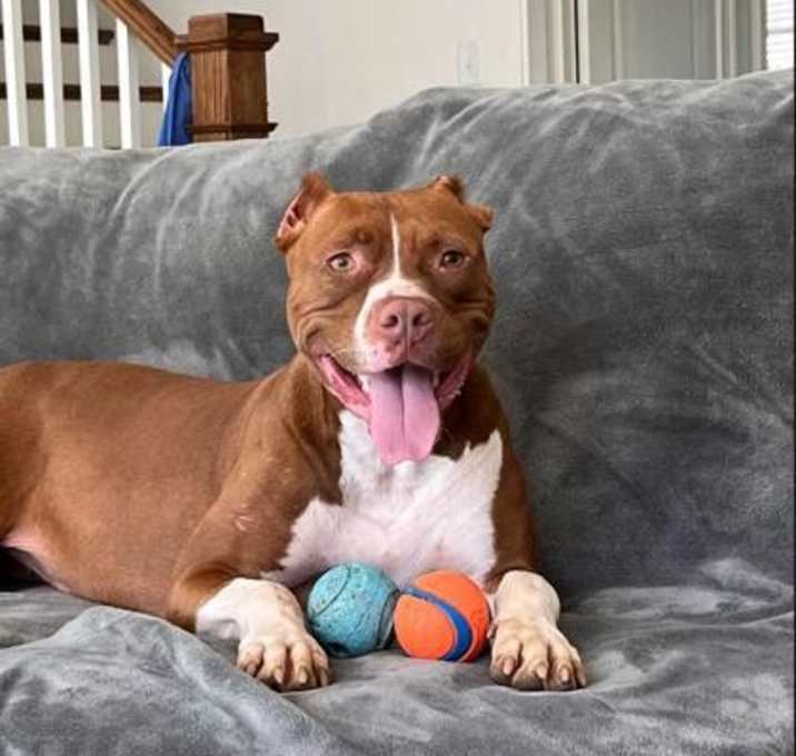 Photo of Sylvie (in foster)