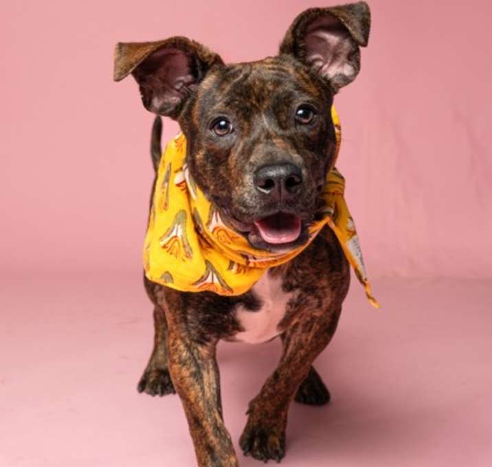 Photo of Luke (Bonded Leia)