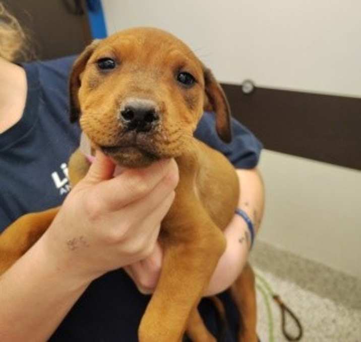 Photo of Chestnut Praline Latte