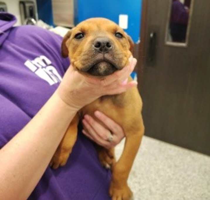 Photo of Dark Mint Dream Latte