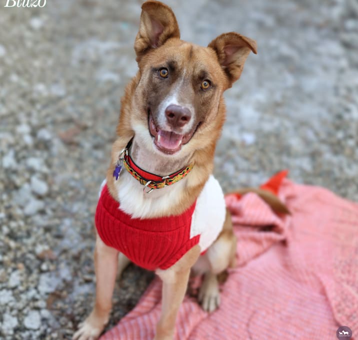 Photo of Blitzo ❄️