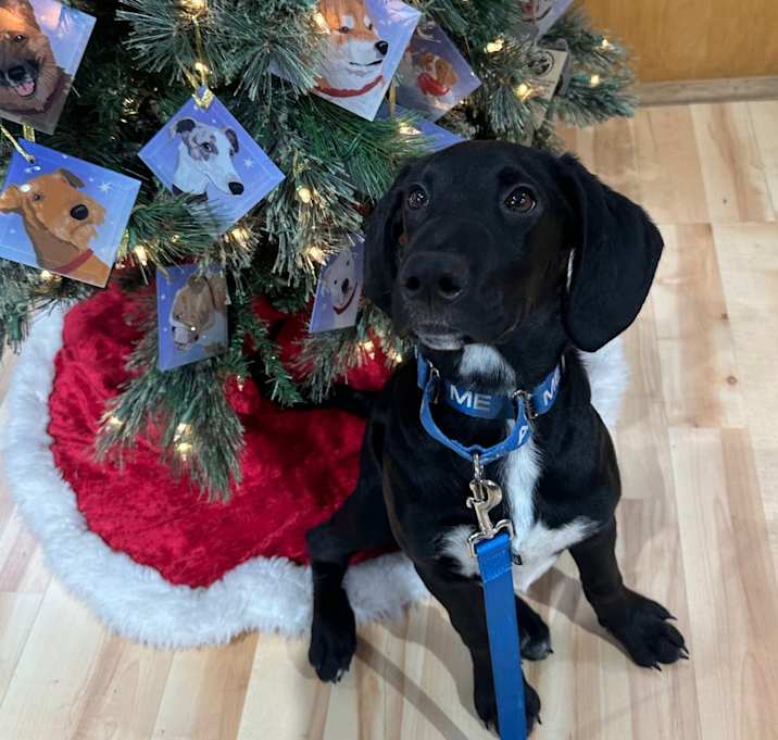 Photo of Lucas (Sampson)