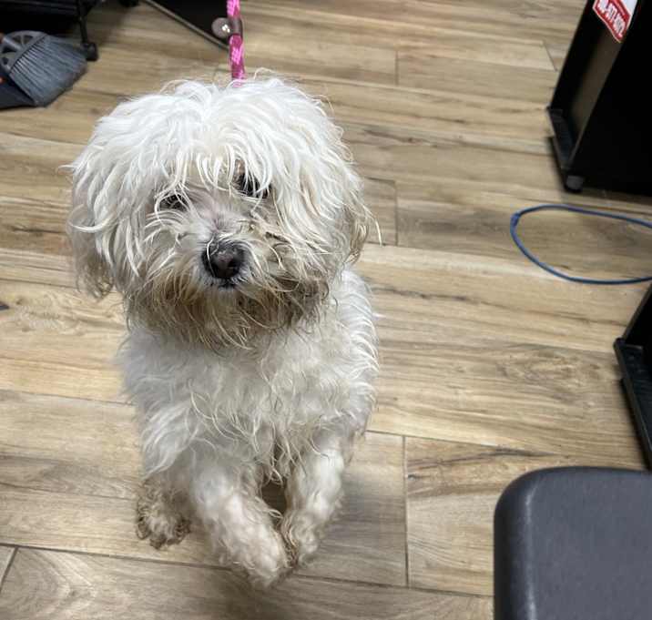 Photo of AHNJ-Stray-43858