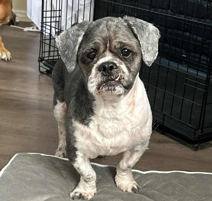 Photo of Oreo Pie KV