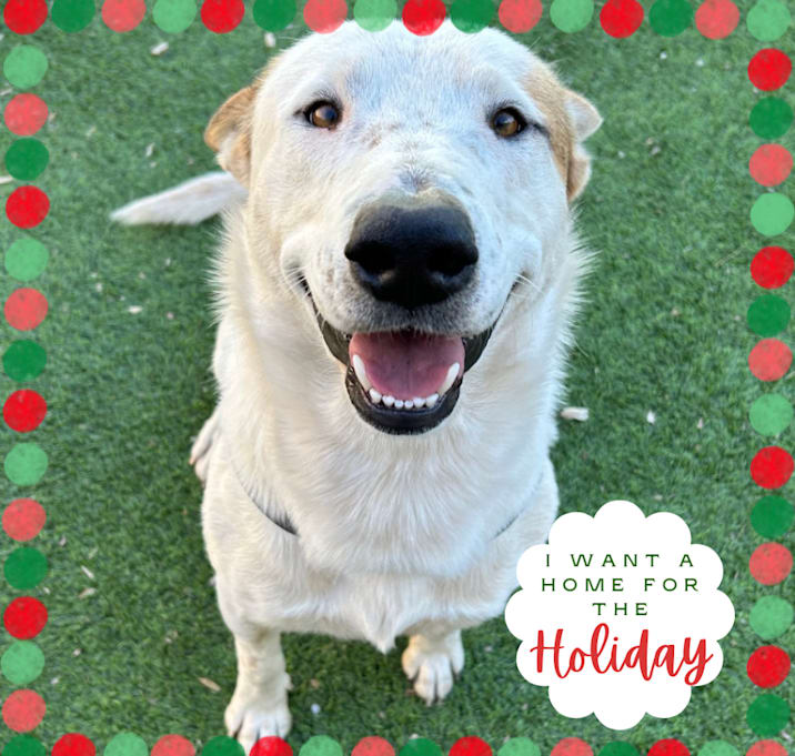 Photo of Hotshot - Shy and super Sweet!