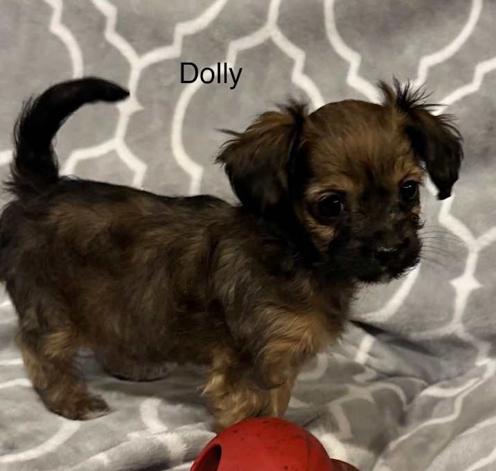 Photo of Dolly