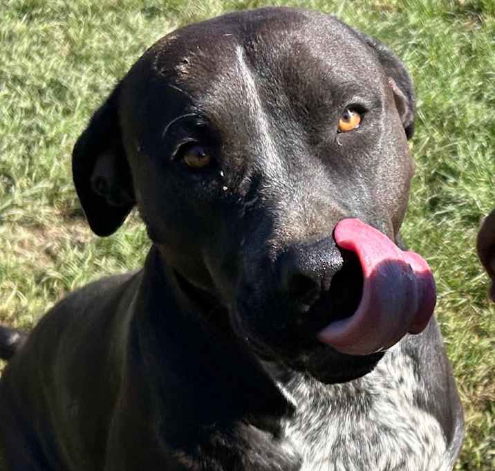 Photo of Poppy- Paws-in-Prison Graduate