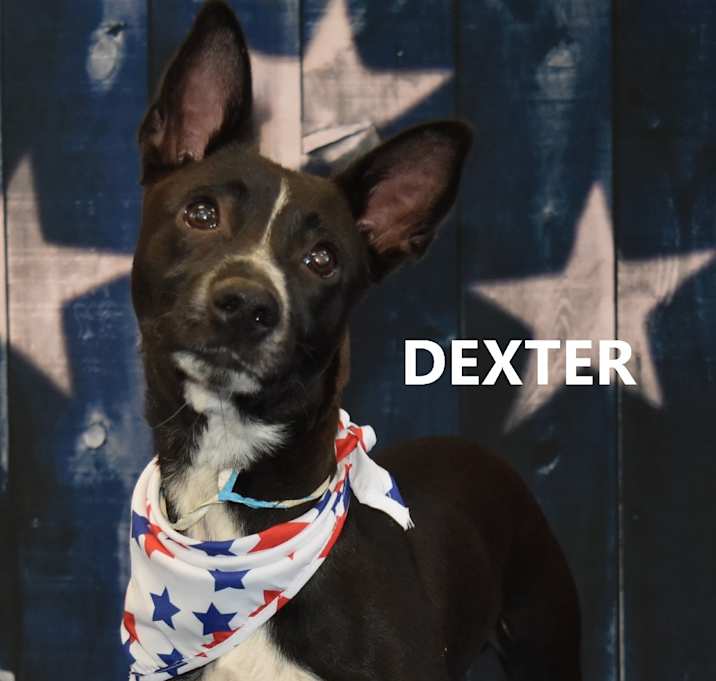Photo of Dexter