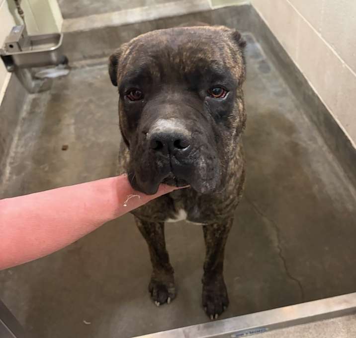 Photo of IEPA-Stray-18359