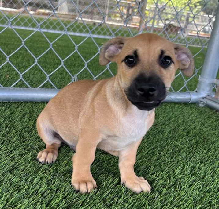 Photo of Max Verstappen