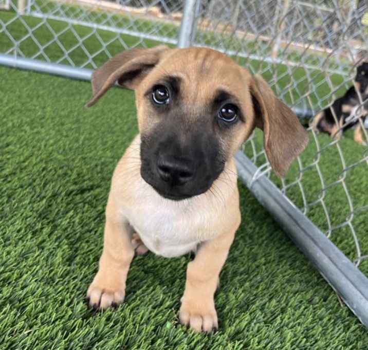 Photo of Lewis Hamilton