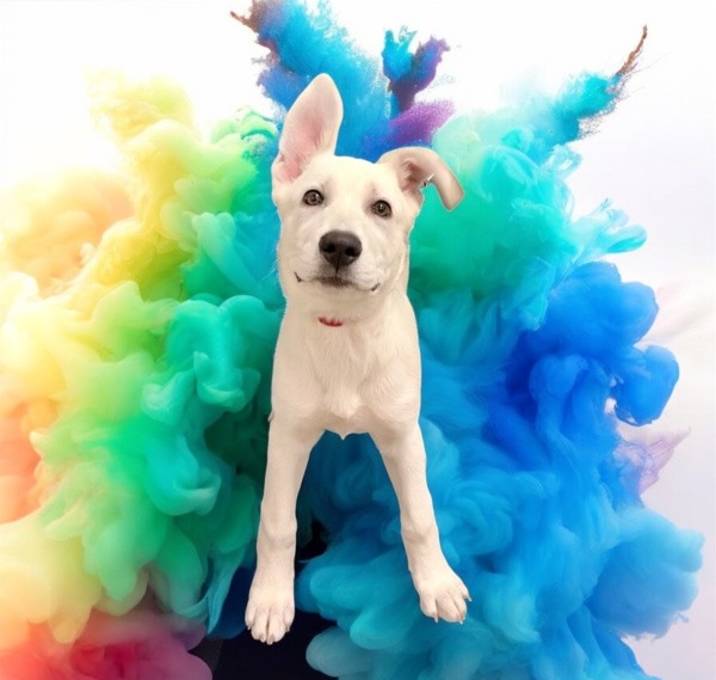 Photo of Mary Sanderson (biscuit)