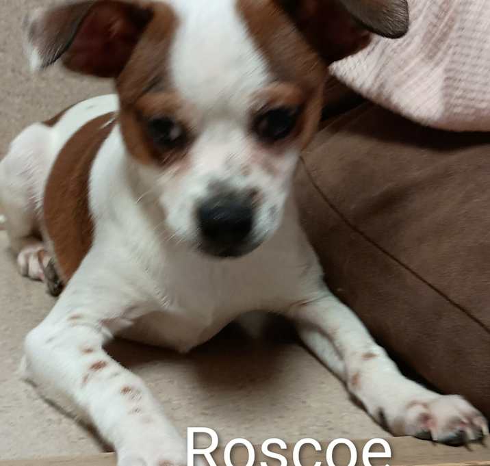 Photo of Roscoe