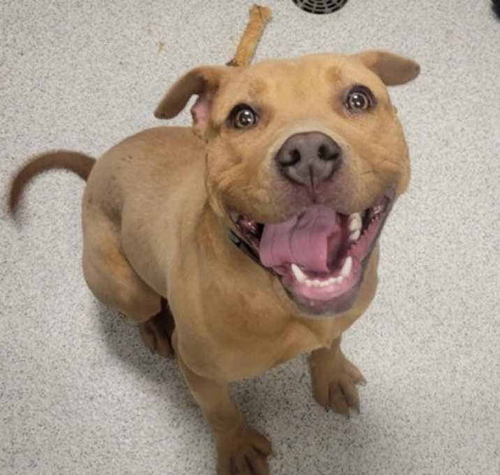 Photo of Gingerbread