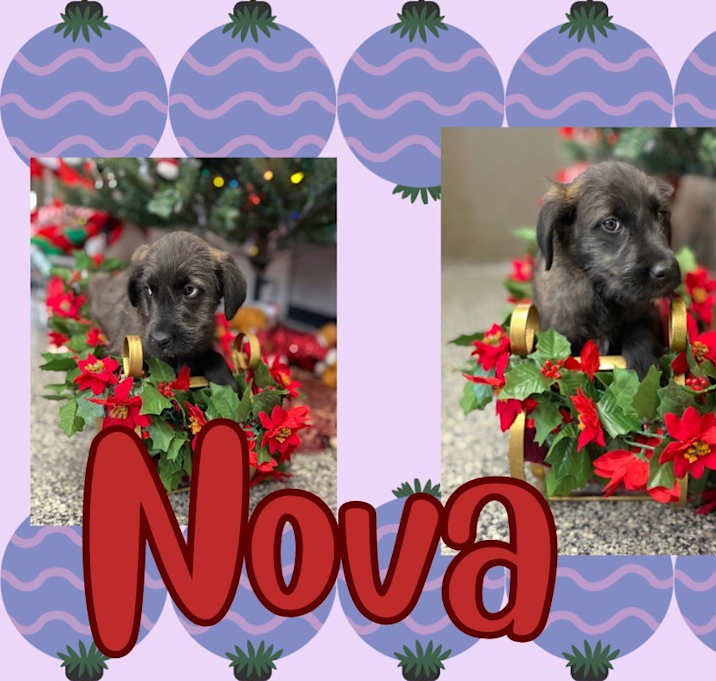 Photo of Nova