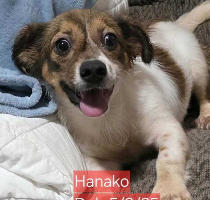 Photo of Hanako