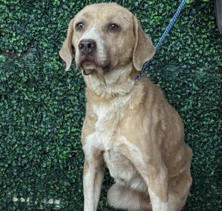 Photo of Honey Lemon*