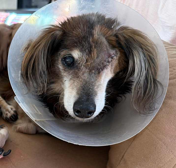 Photo of Elfman 13561