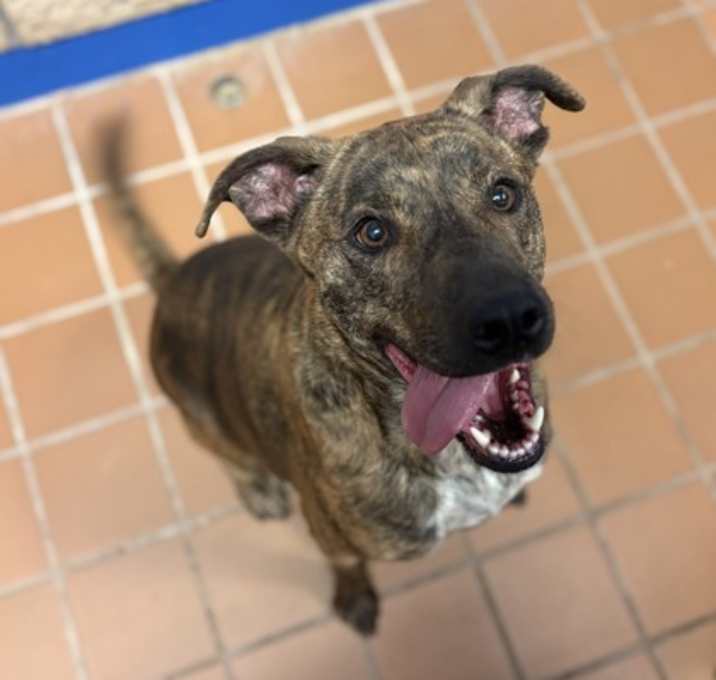 Photo of Dingo K21 11/24/25