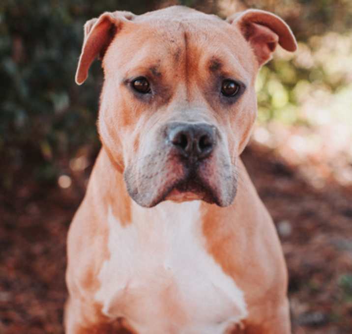 Photo of 89595A Rocco