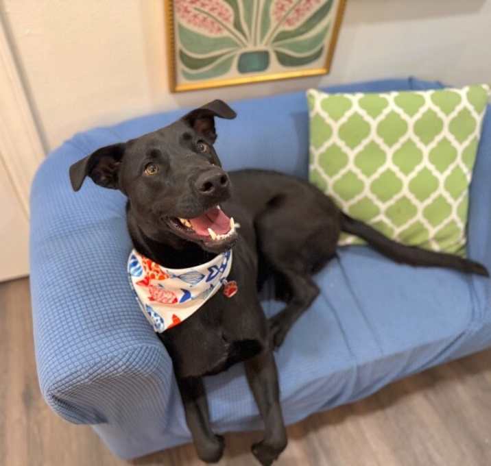 Photo of Ponderosa Perfect Prince