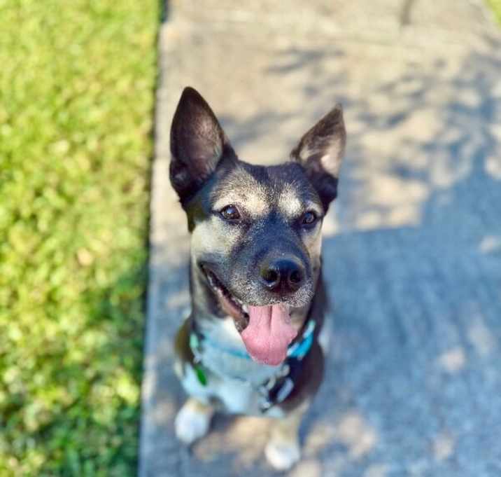 Photo of Shelly Seashells the Sweet Kid Friendly Snugglepup