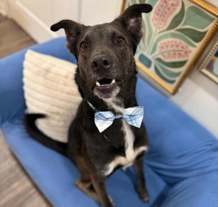 Photo of Gus the Brainy Bestie with a Goofy Side