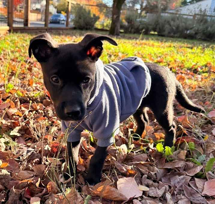 Photo of Romaine Lettuce