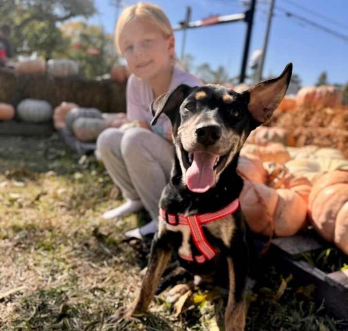 Photo of Braeburn Apple