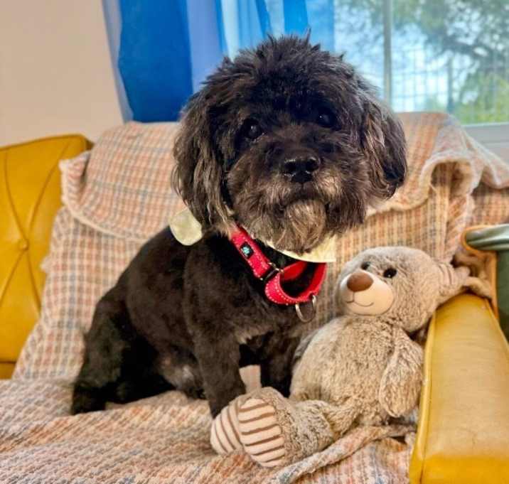 Photo of Louis Kashmir Vuitton