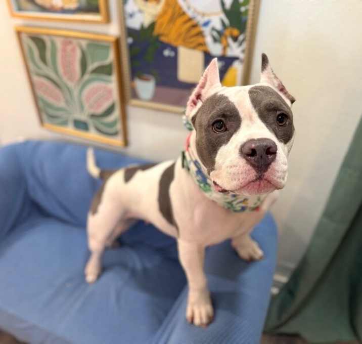 Photo of Pixie Petite Perfect Girl