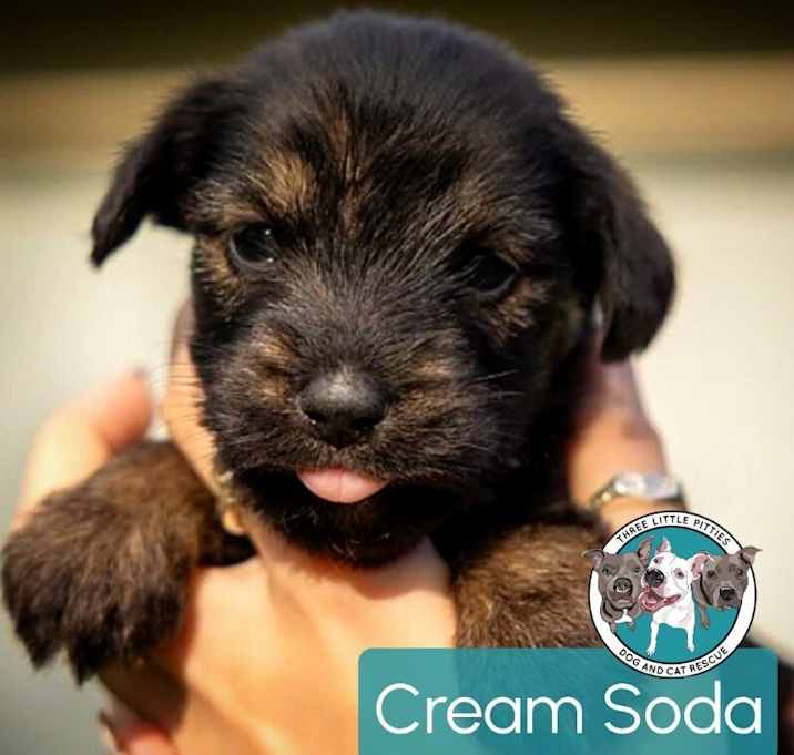 Photo of Cream Soda