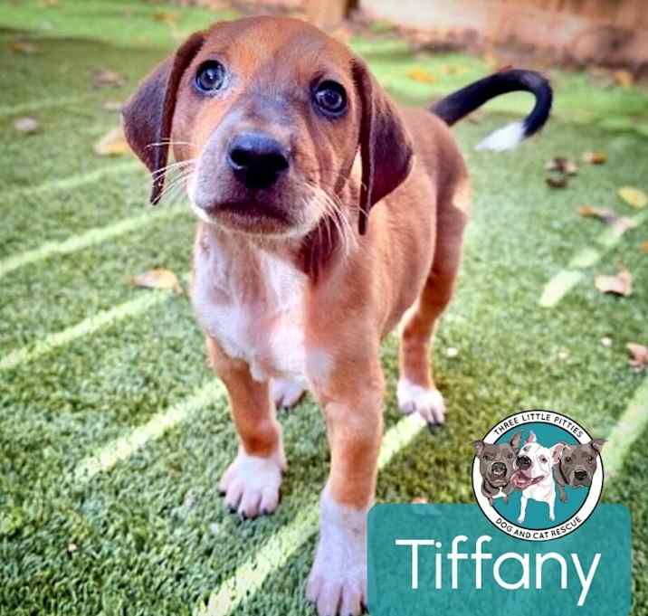 Photo of Tiffany Park Avenue