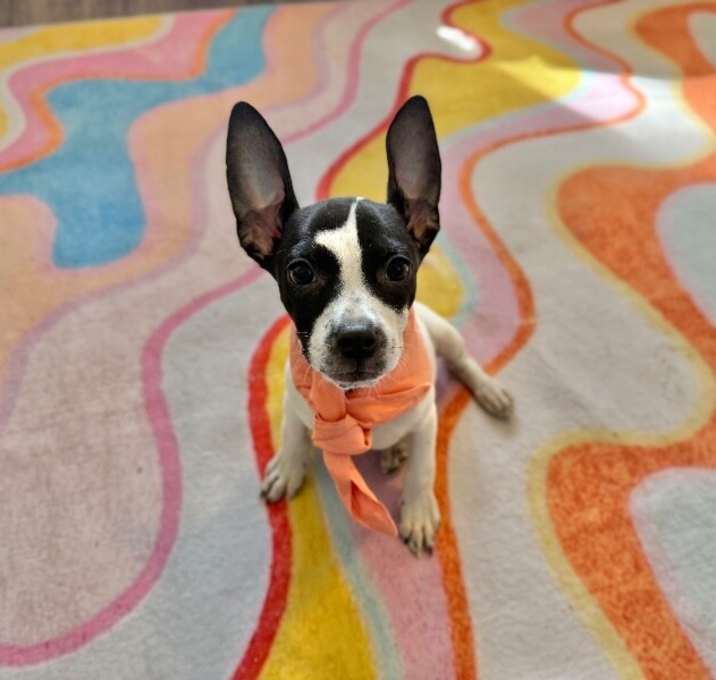 Photo of Kai Adorable