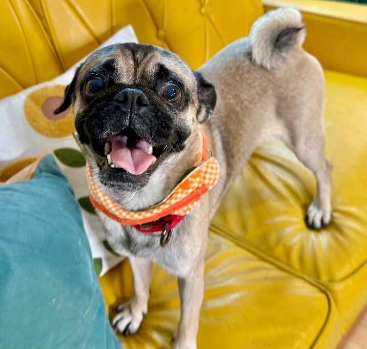 Photo of Edgar Allen Pug