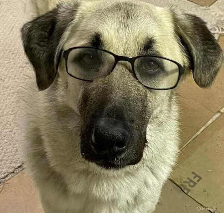 Photo of Charlie looking for my family!