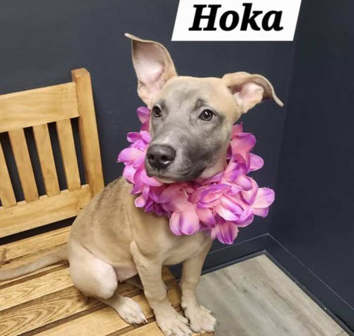 Photo of Hoka
