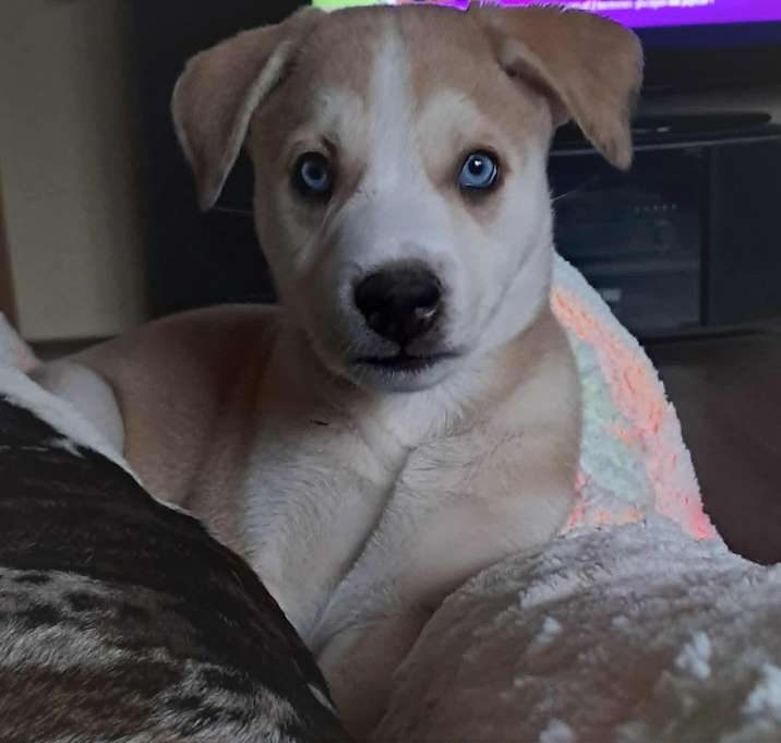 Photo of Lioness JuM