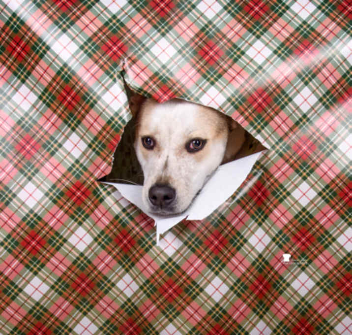 Photo of 89431a Midge