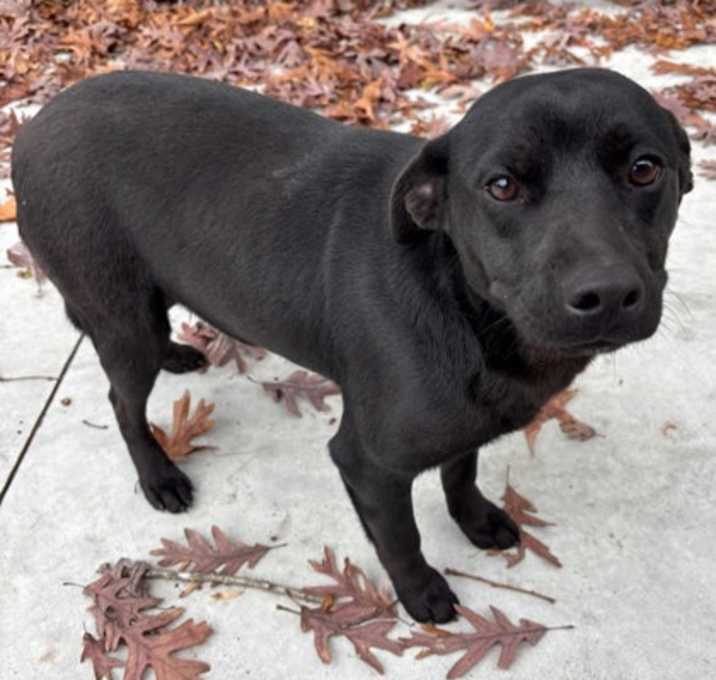 Photo of Dexter 25-d0543