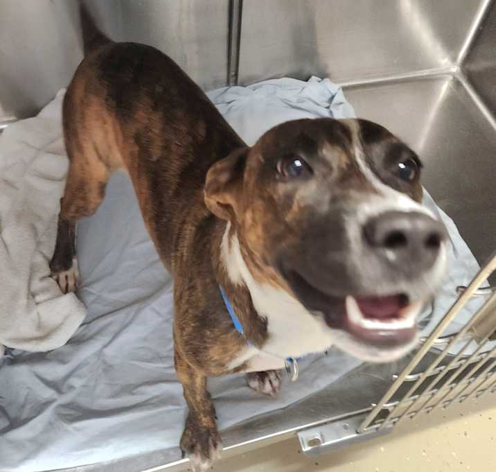 Photo of Little Bear A16